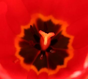 tulp